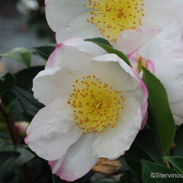 Camellia sasanqua Narumi Gaita - Herfstcamelia