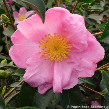 Camellia sasanqua Plantation Pink - Herfstcamelia