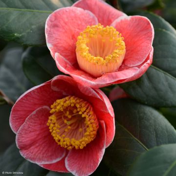 Camellia japonica Sanpei Tsubaki - Japanse camelia