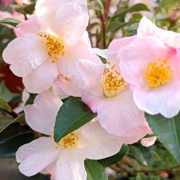 Camellia Fairy blush