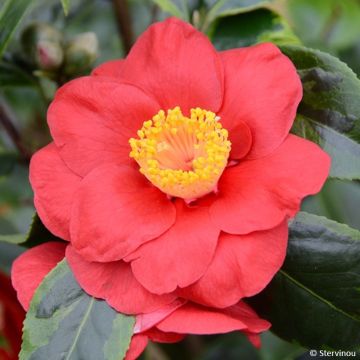 Camellia japonica Painters Palette - Japanse camelia