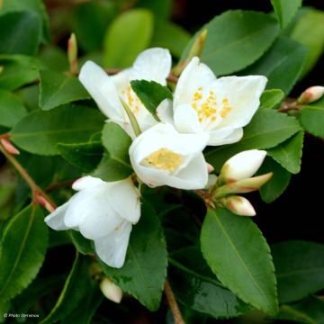 Camelia lutchuensis - Japanse roos