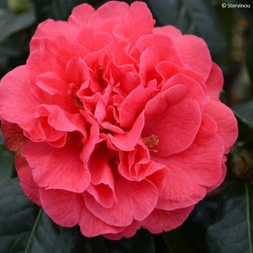 Camellia Den Burton