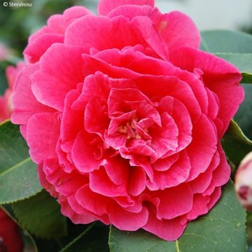 Camellia Larry Piet