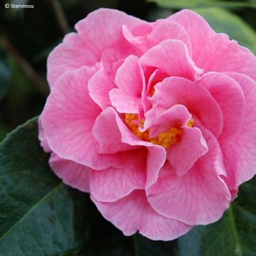 Camellia Lasca Beauty