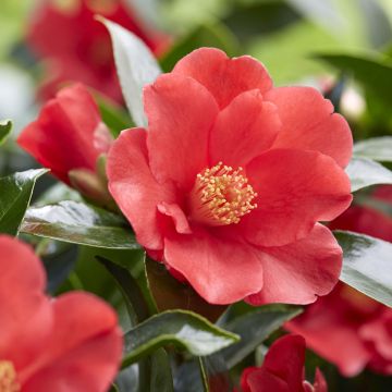Camellia 1001 Summer Nights Jasmine