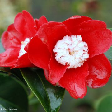 Camellia japonica Bokuhan - Japanse camelia