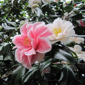 Camellia japonica Lady Vansittart - Japanse camelia
