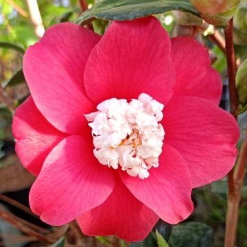Camellia japonica Marshmallow - Japanse camelia