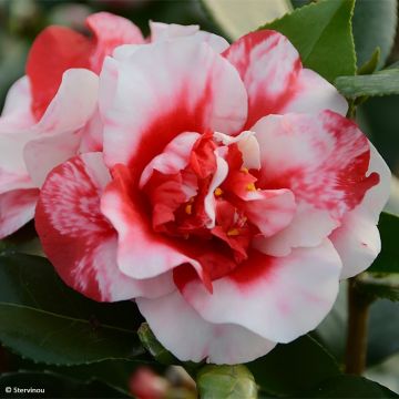 Camellia japonica Midnight Variegated - Japanse camelia