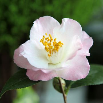 Camellia Transtasman - Japanse roos