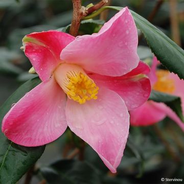 Camellia x williamsii Tulip Time - Williamsii-camelia