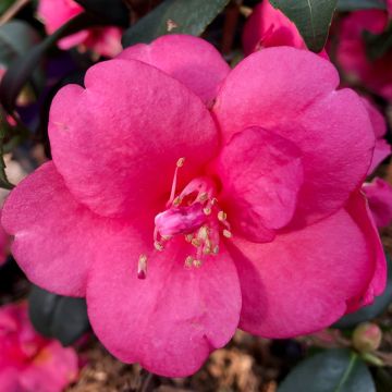 Camellia Gay Baby - Japanse camelia