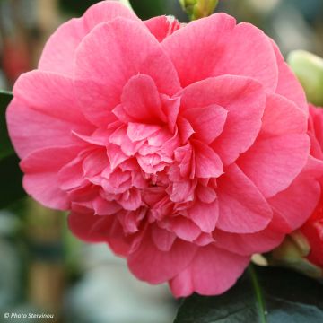Camellia japonica chandleri Elegans - Japanse roos