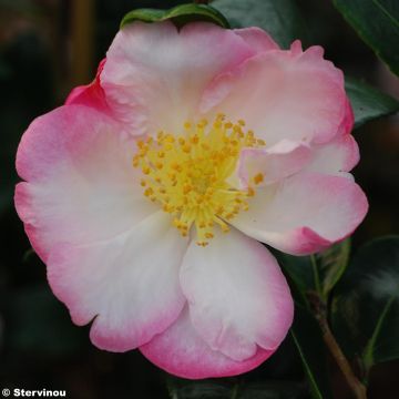 Camellia sasanqua Gay Border - Herfstcamelia