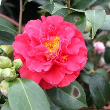 Camellia japonica Blood of China - Japanse camelia