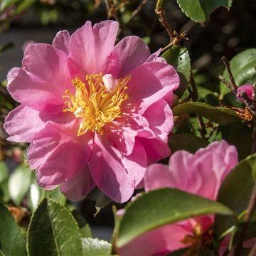 Camellia sasanqua Belinda - Herfstcamelia