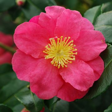 Camellia sasanqua Sekiyo - Herfstcamelia