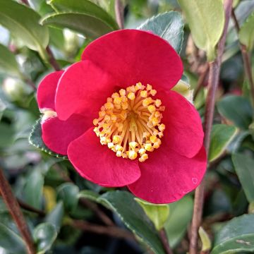 Camellia sasanqua Yuletide - Herfstcamelia