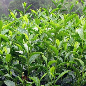Camellia sinensis - Theeplant