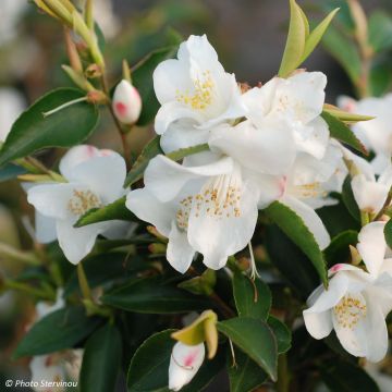 Camellia transnokoensis - Japanse roos