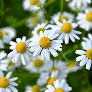 Matricaria recutita (zaad) - Echte kamille