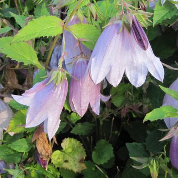 Campanula Iridescent Bells - Klokje