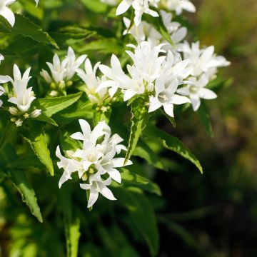Campanula glomerata Alba - Kluwenklokje wit