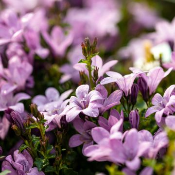 Campanula portenschlagiana Ambella Pink - Kruipklokje