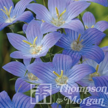 Campanula ramosissima Meteora (zaad) - Klokje