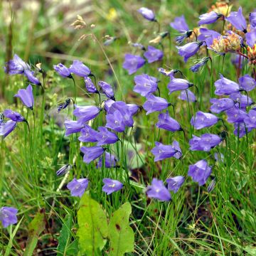 Campanula rotundifolia - Grasklokje