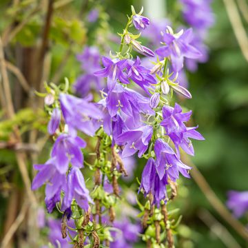 Campanula trachelium - Ruig klokje
