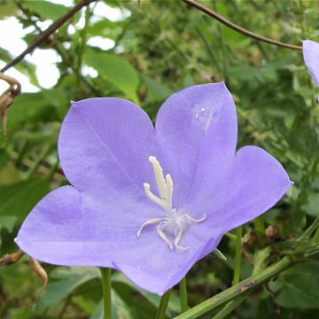 Campanula Norman Grove - Klokje