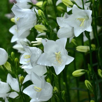 Campanula persicifolia Alba - Prachtklokje