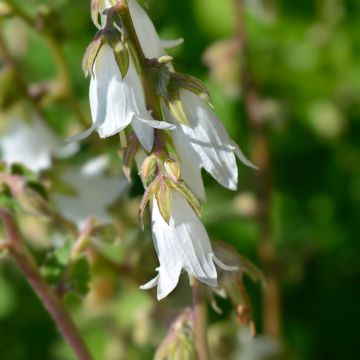 Campanula alliariifolia - Klokje