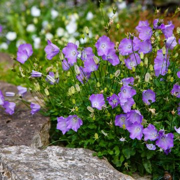 Campanula carpatica Clips bleue - Karpatenklokje