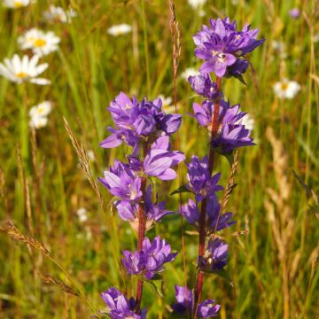 Campanula glomerata var. acaulis - Kluwenklokje