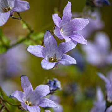 Campanula lactiflora Prichard s variety - Klokje