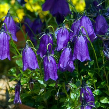 Campanula pulla - Klokje