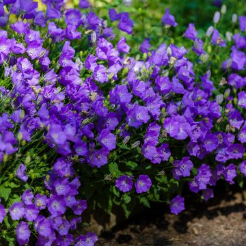 Campanula carpatica Mini Marvels Midnight - Karpatenklokje