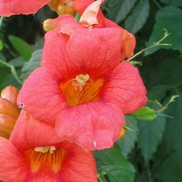 Campsis radicans - Trompetklimmer