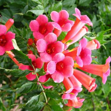 Campsis radicans Flamenco - Trompetklimmer
