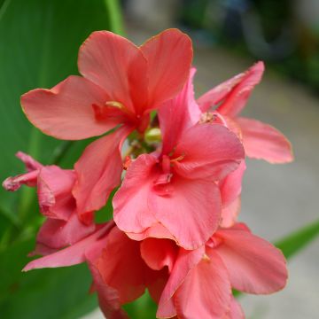 Canna Pink Beauty - Balisier nain rose