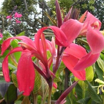 Canna Endeavour - Indisch bloemriet