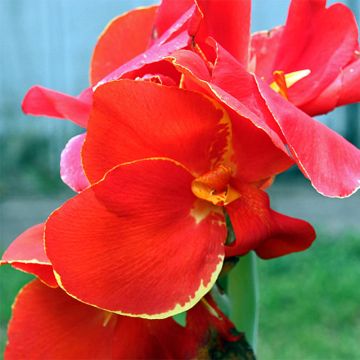 Canna Lolita - Indisch bloemriet