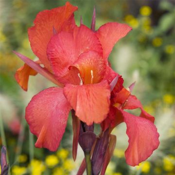 Canna Red King Humbert - Indisch bloemriet