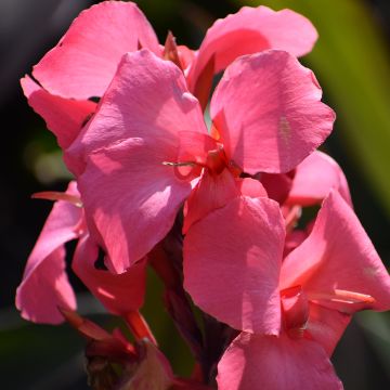 Canna Pink and Roses - Balisier