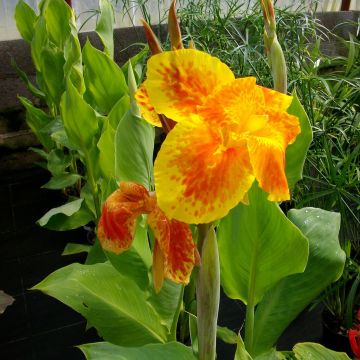 Canna Taroudant - Indisch bloemriet