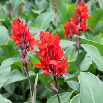 Canna edulis - Indisch bloemriet