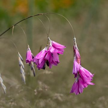 Dierama pulcherrimum - Engelenhengel